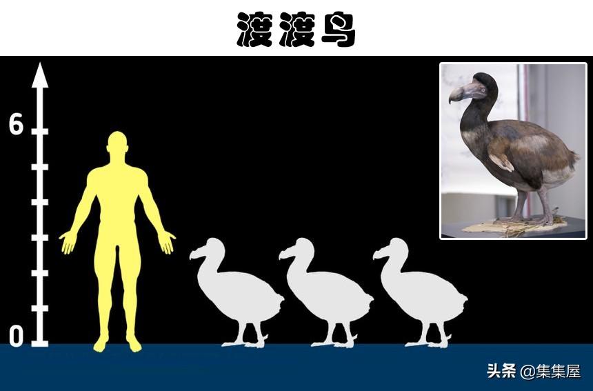 7,渡渡鳥